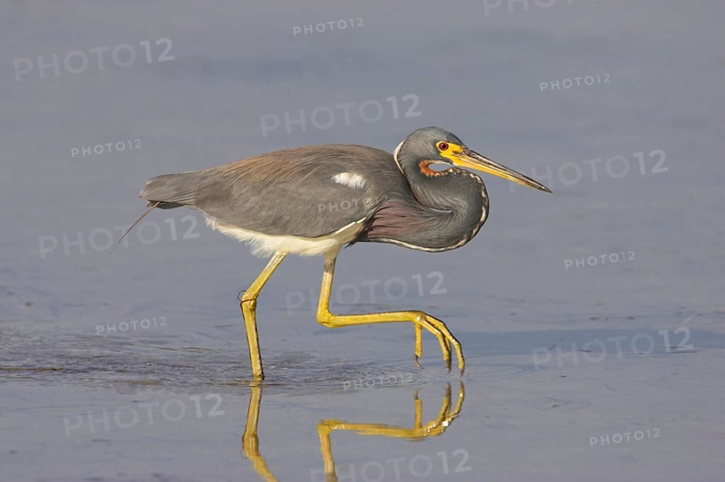 Tricolored heron
