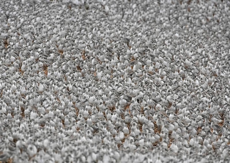 Knot