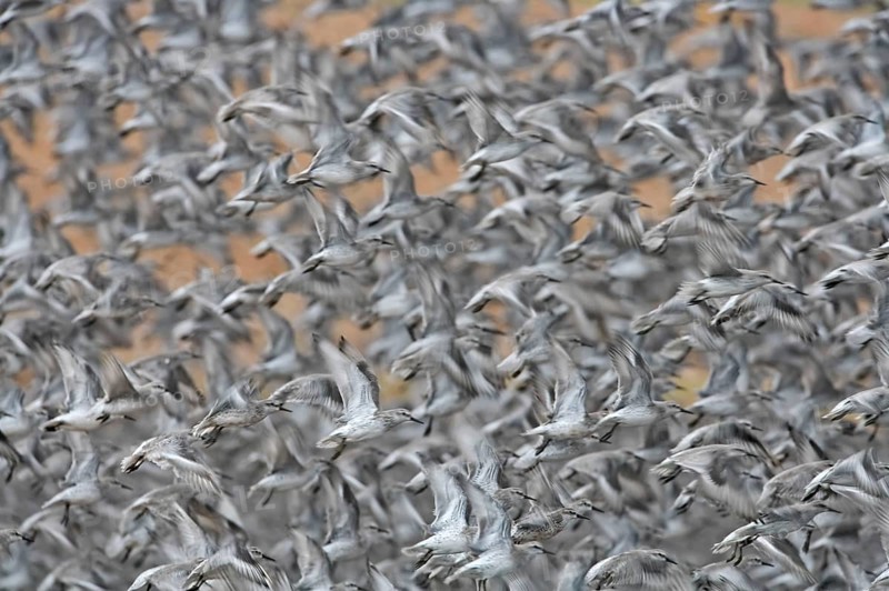 Knot