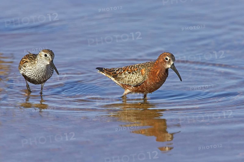 Dunlin