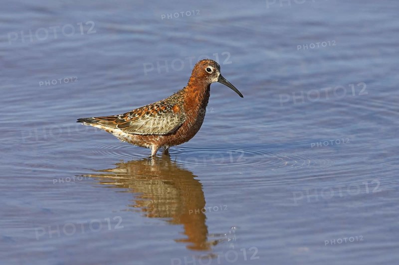 Curlew sandpiper