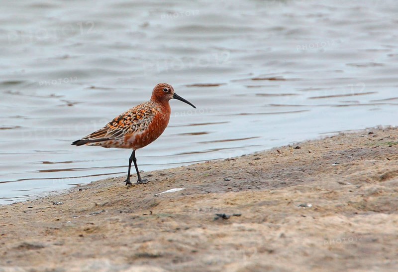 Curlew Sandpiper