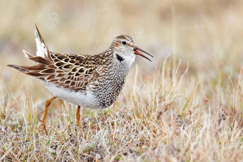 Pectoral sandpiper