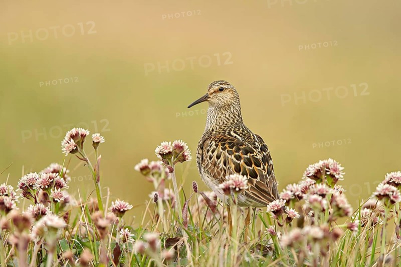 Pectoral sandpiper