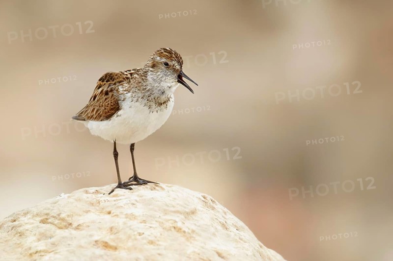 Semi-palmated sandpiper