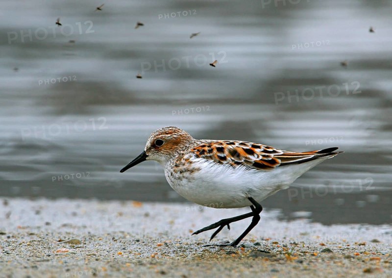 Little stint