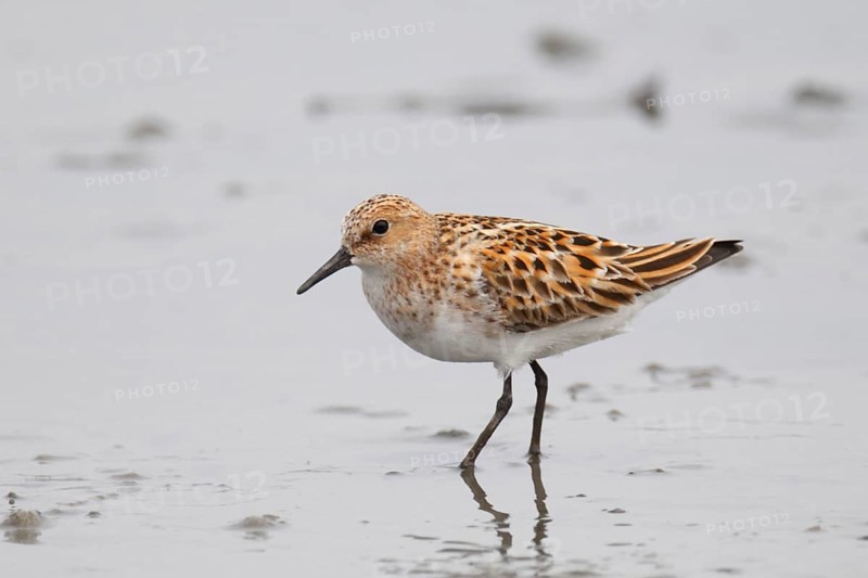 Little stint