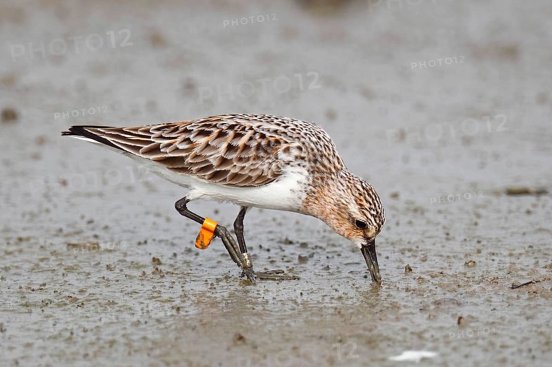 Red-necked stint
