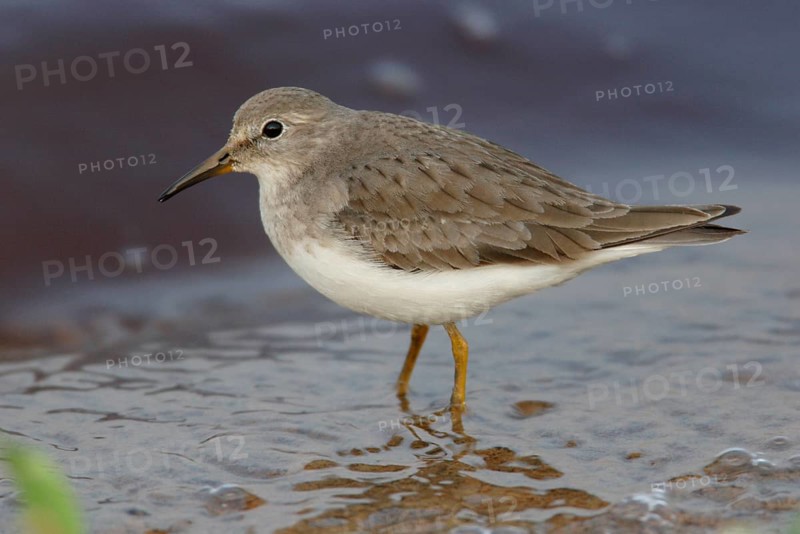 Temminck's stint