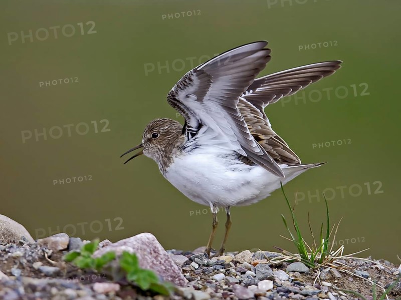 Temminck's stint