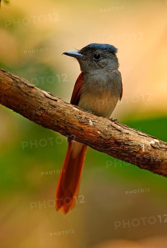 Asian Paradise-flycatcher