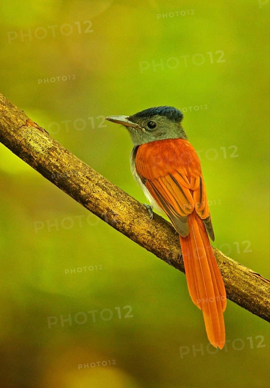 Asian Paradise-flycatcher