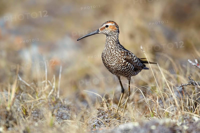 Micropalama himantopus
