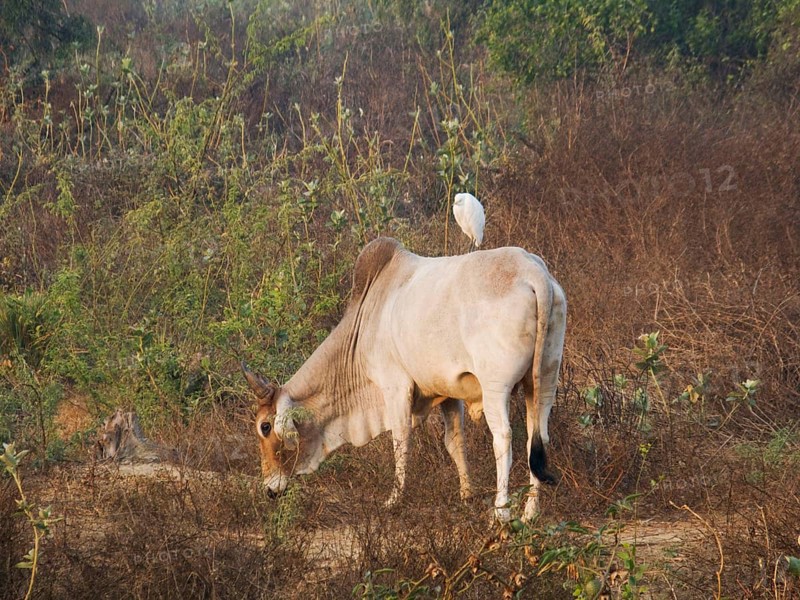Domestic cattle egret