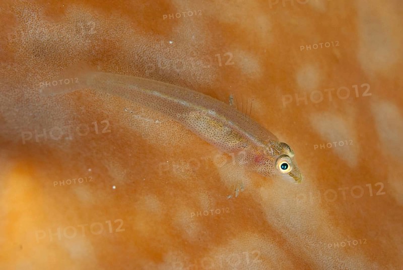Staghorn ghost goby