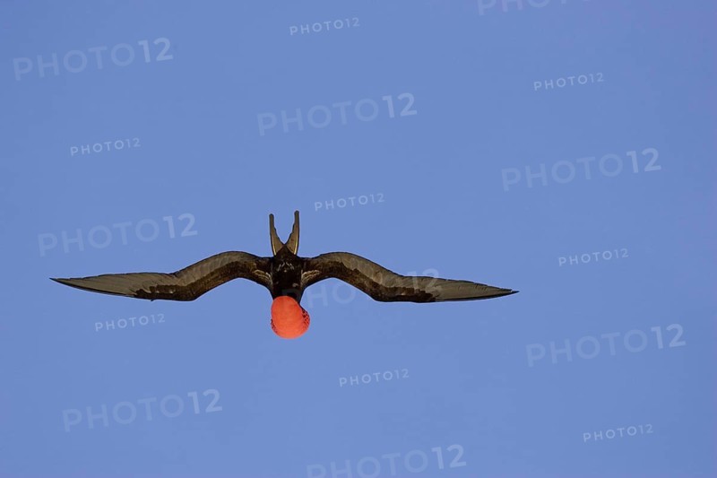 Great Frigatebird
