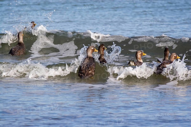 Falkland steamer duck