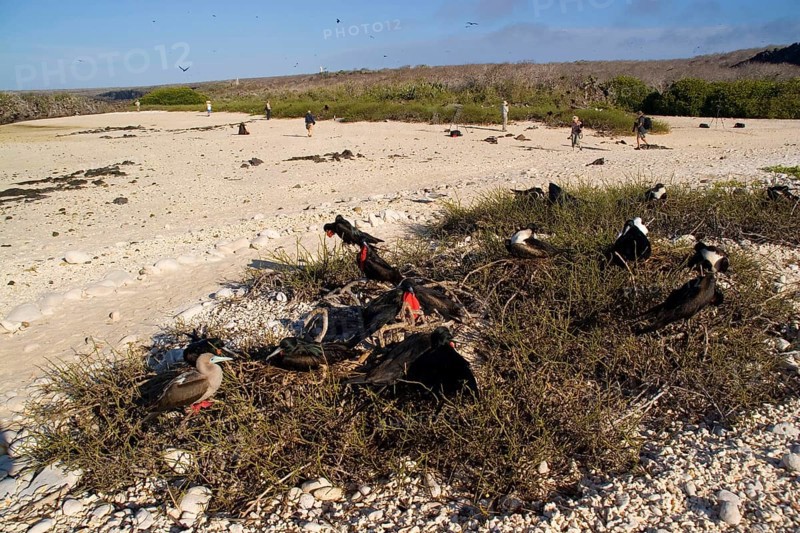 Banded Frigatebird
