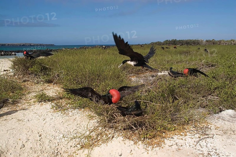Banded Frigatebird