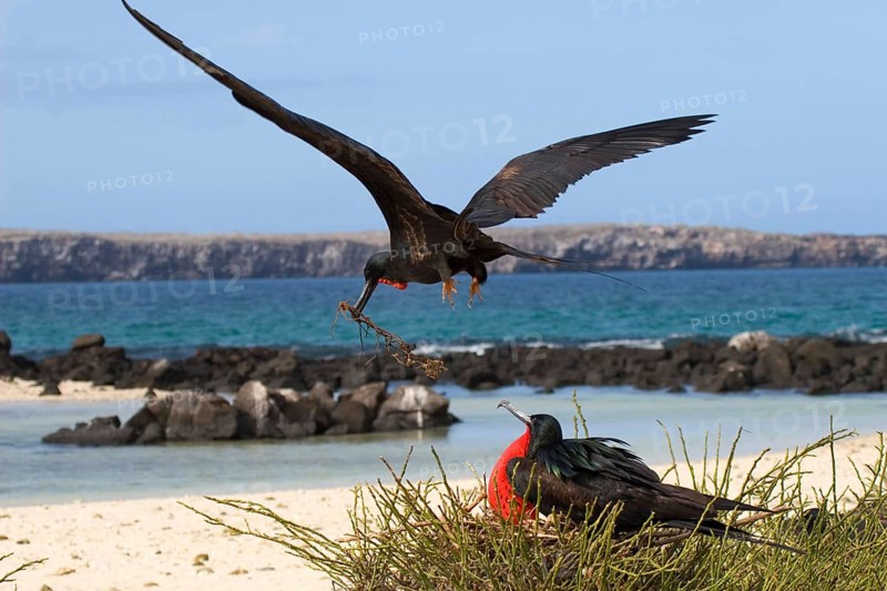 Banded Frigatebird