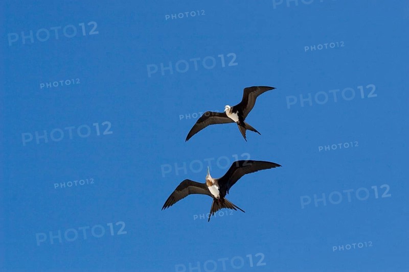 Banded Frigatebird