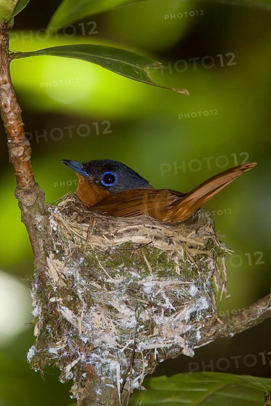 Madagascar Paradise Flycatcher