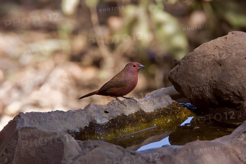 Male Jameson's Fire Finch at the Drinking Pool