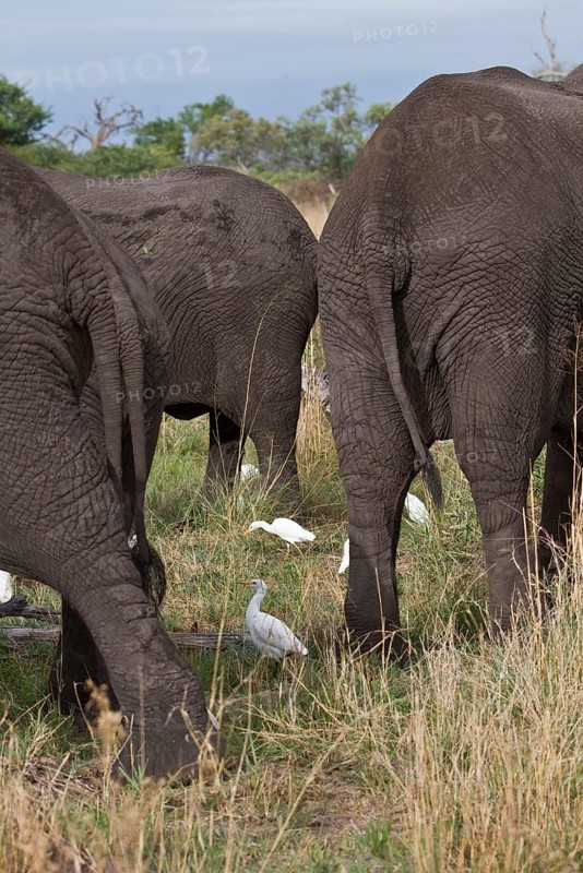 Cattle egrets hunt for insects that disturb this group of African elephants