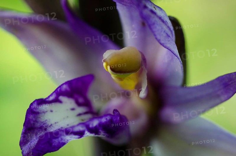 Purple thingy