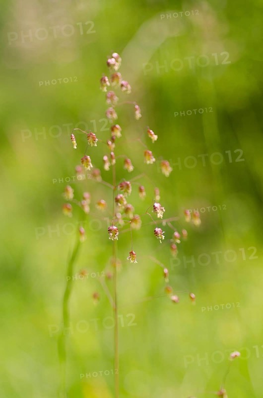 Mean quaking grass
