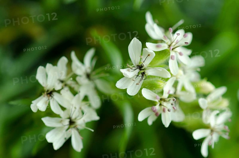 Yellow soapwort