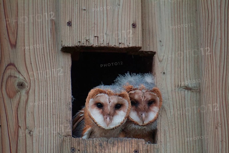 Barn owls