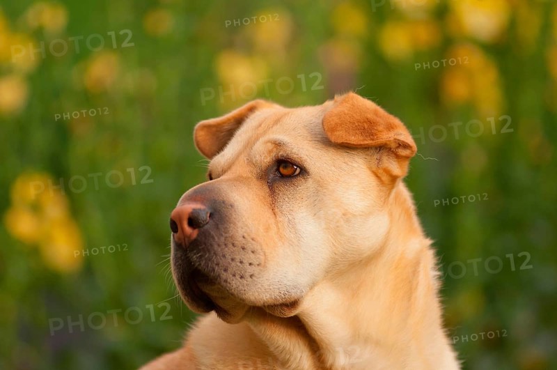 Chinese Shar-Pei
