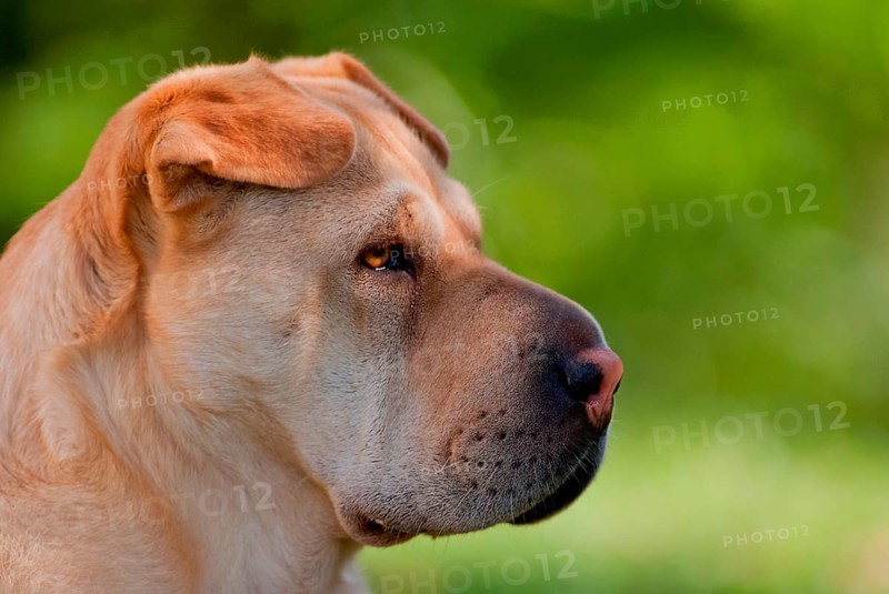 Chinese Shar-Pei
