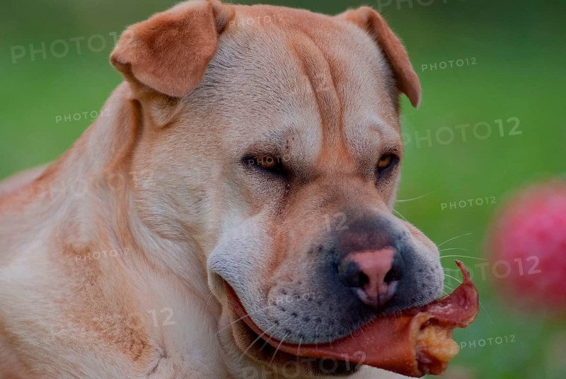 Shar-Pei