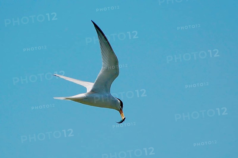 Least Tern