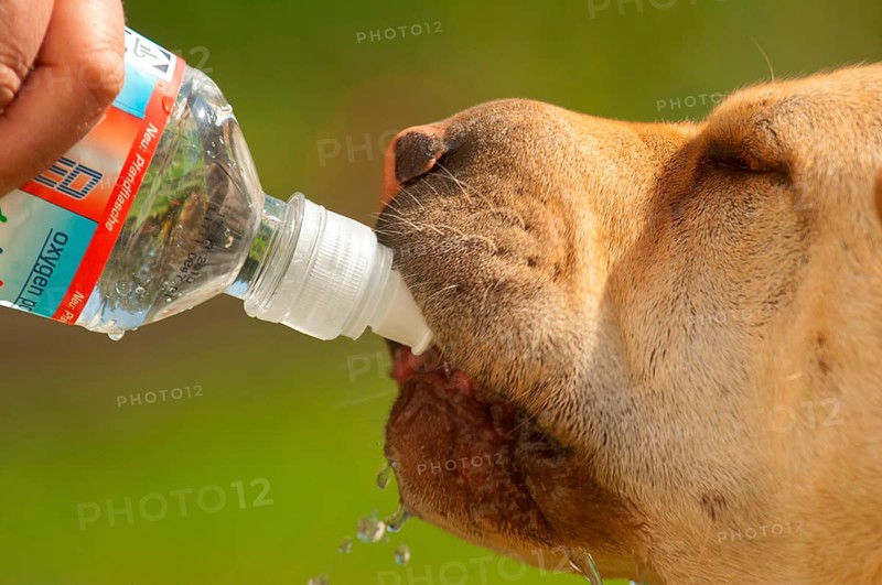 Dog drinking from bottle