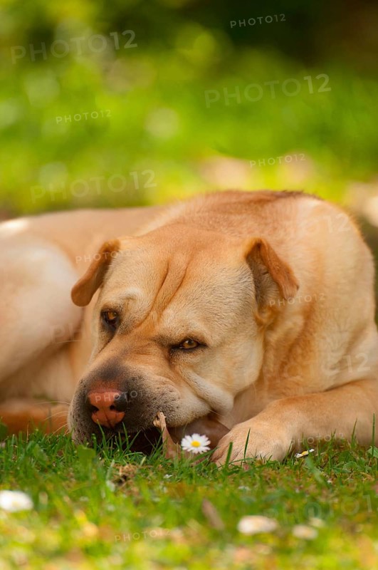 Chinese Shar-Pei