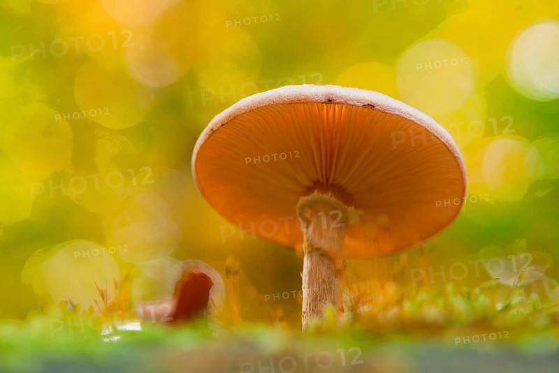 honey fungus