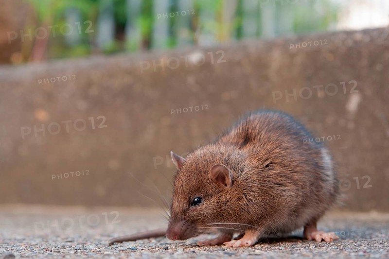 House Rat