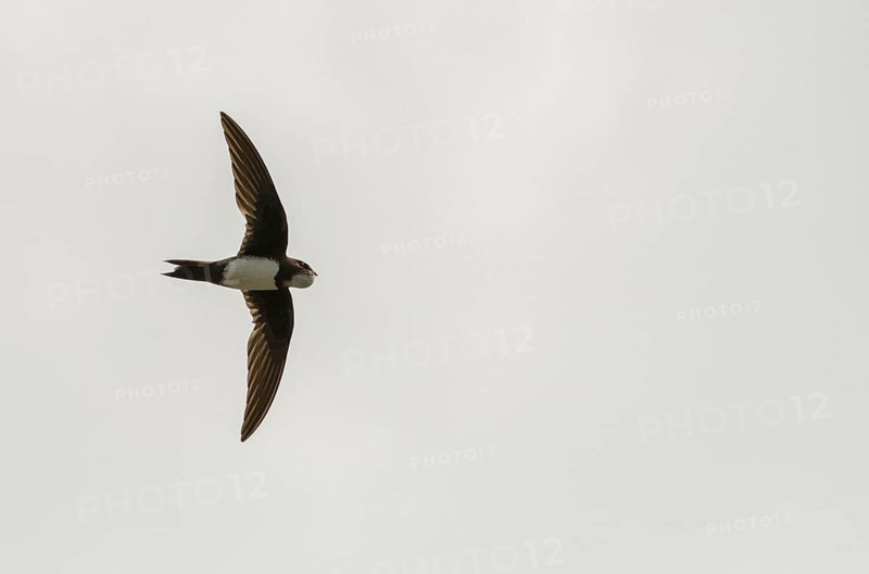 Alpine Swift