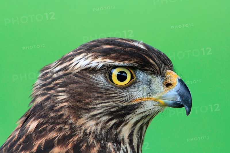 Goshawk