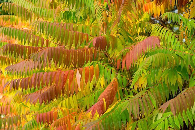 Vinegar tree