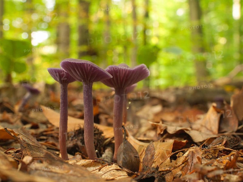 Amethyst Blue Varnish Funnels