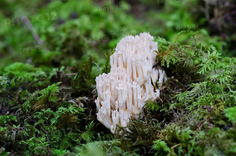 Pale belly coral