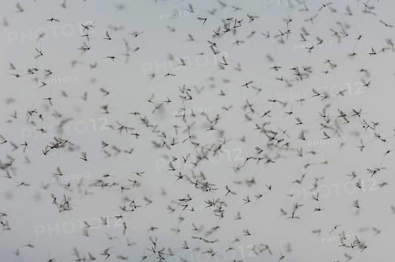 Twitching mosquitoes