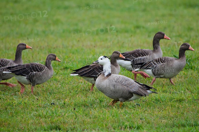 Greylag Geese and Bar-headed Goose Hybrid