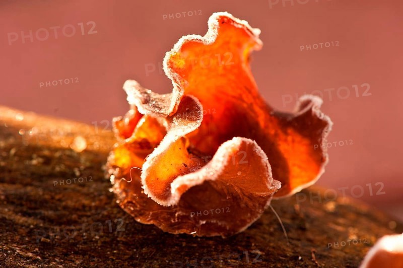 Black mushroom