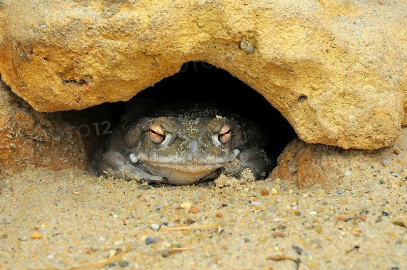 Colorado River Toad