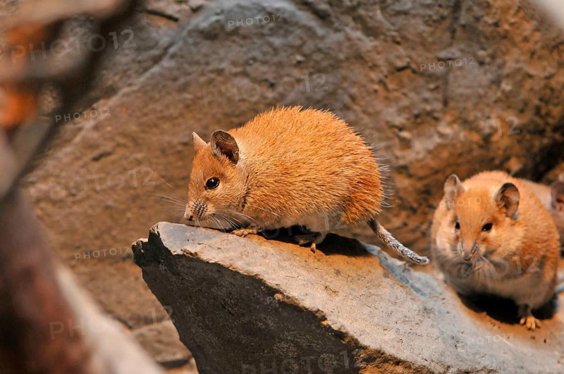 Golden spiny mouse